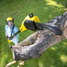 Professional  Tree Services in Syracuse, KS