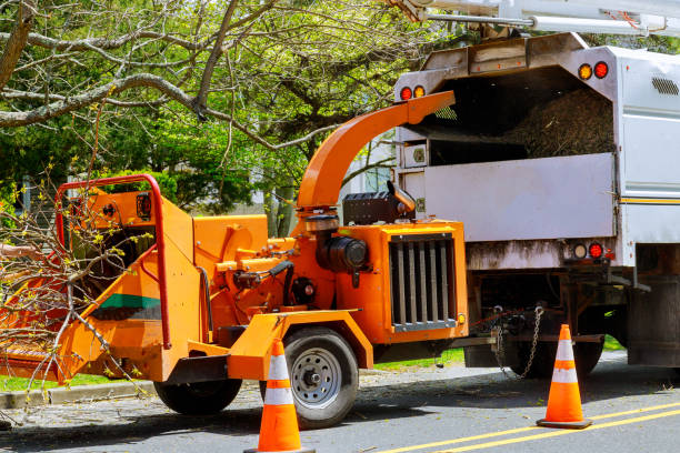 Why Choose Our Tree Removal Services in Syracuse, KS?